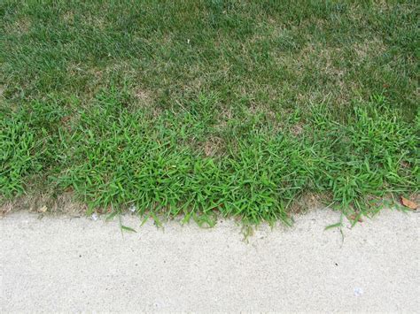 weeds are a primary cause of poor turf quality